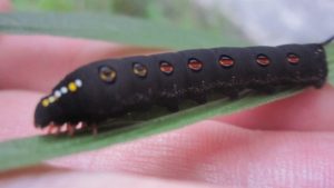 蛾(セスジスズメ)の黒い幼虫イモムシ