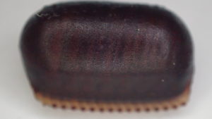 アフリカ原産とされるワモンゴキブリの黒い卵・卵鞘