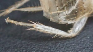 ゴキブリが脱皮して残した殻の超ズーム顕微鏡写真