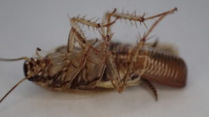 卵（卵鞘らんしょう）を腹に抱えたまま死んだチャバネゴキブリ
